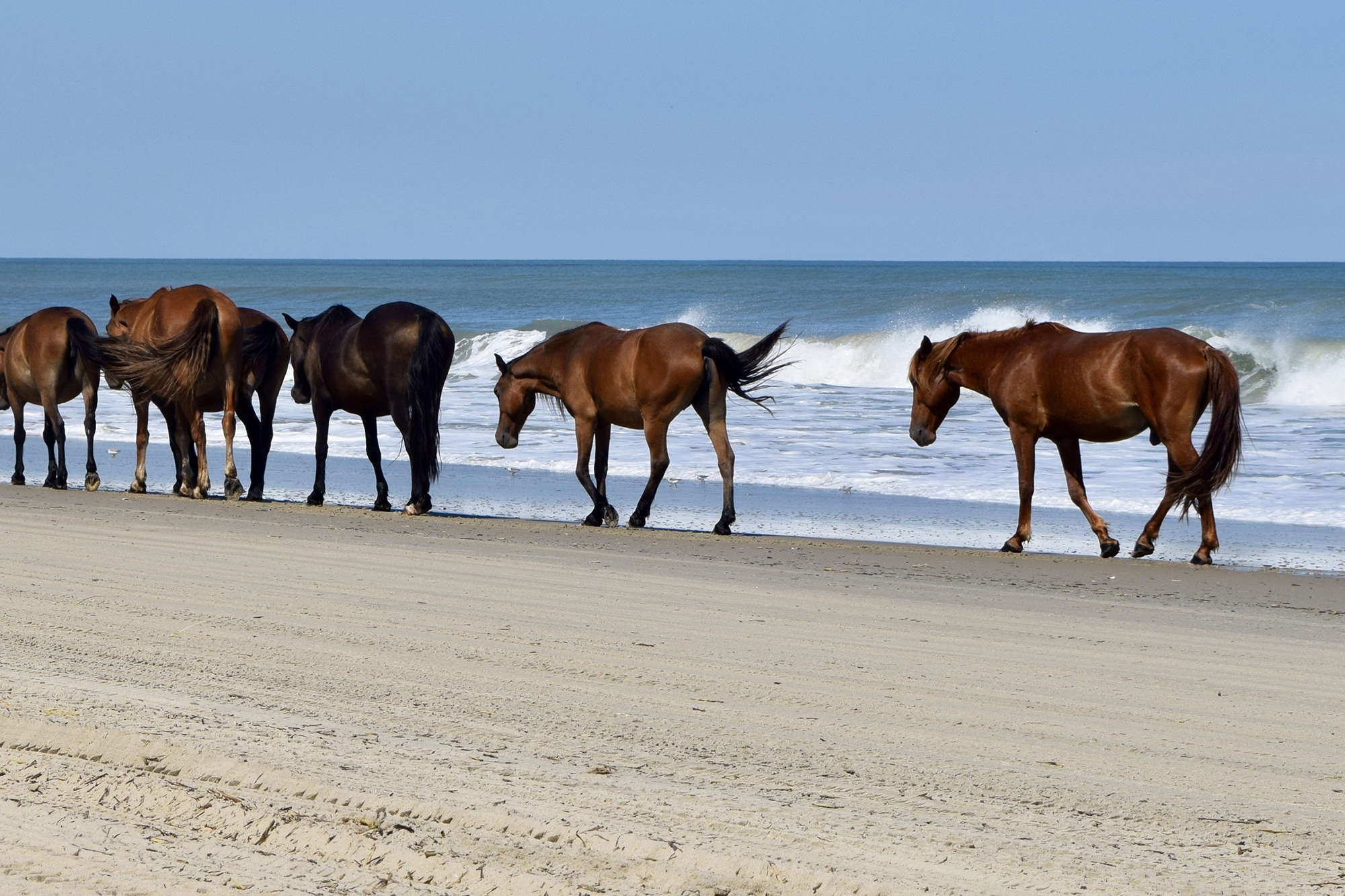 Corolla Wild Horses